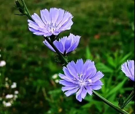 每日推薦 | 菊苣的養(yǎng)殖方法推薦