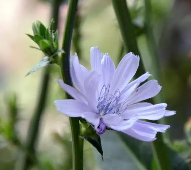 每日推薦 | 菊苣的養(yǎng)殖方法推薦