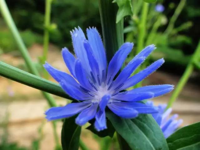 每日推薦 | 菊苣的養(yǎng)殖方法推薦