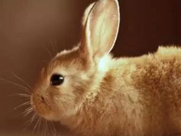 種植牧草——菊苣來喂養(yǎng)兔子 種植牧草——菊苣來喂養(yǎng)兔子