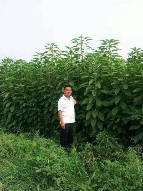 籽粒莧是一種什么植物，又什么作用