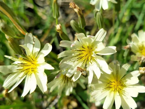 山野花系列------苦荬菜牧草種子