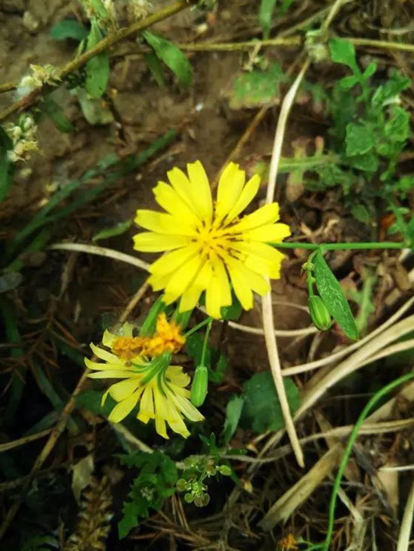 苦荬菜簡單介紹與營養價值