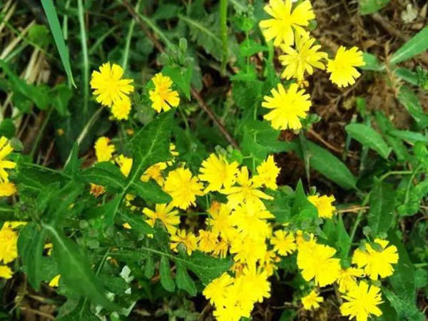 苦荬菜簡單介紹與營養價值