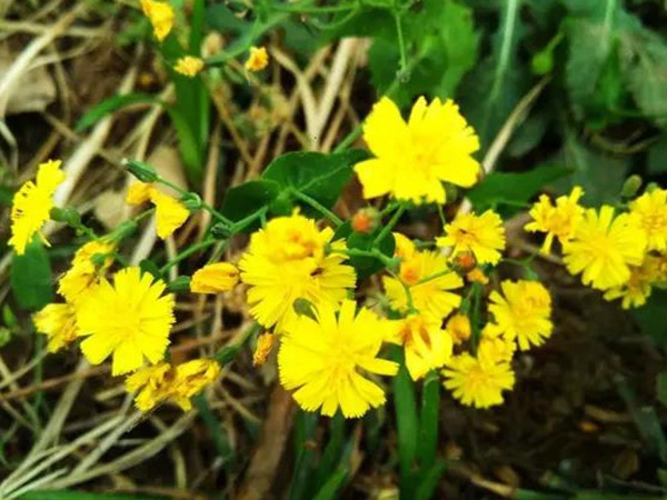 苦荬菜簡單介紹與營養價值