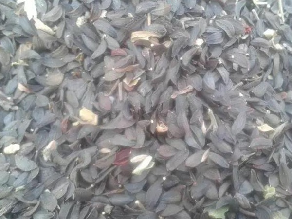 苦荬菜的栽培技術與播種方法