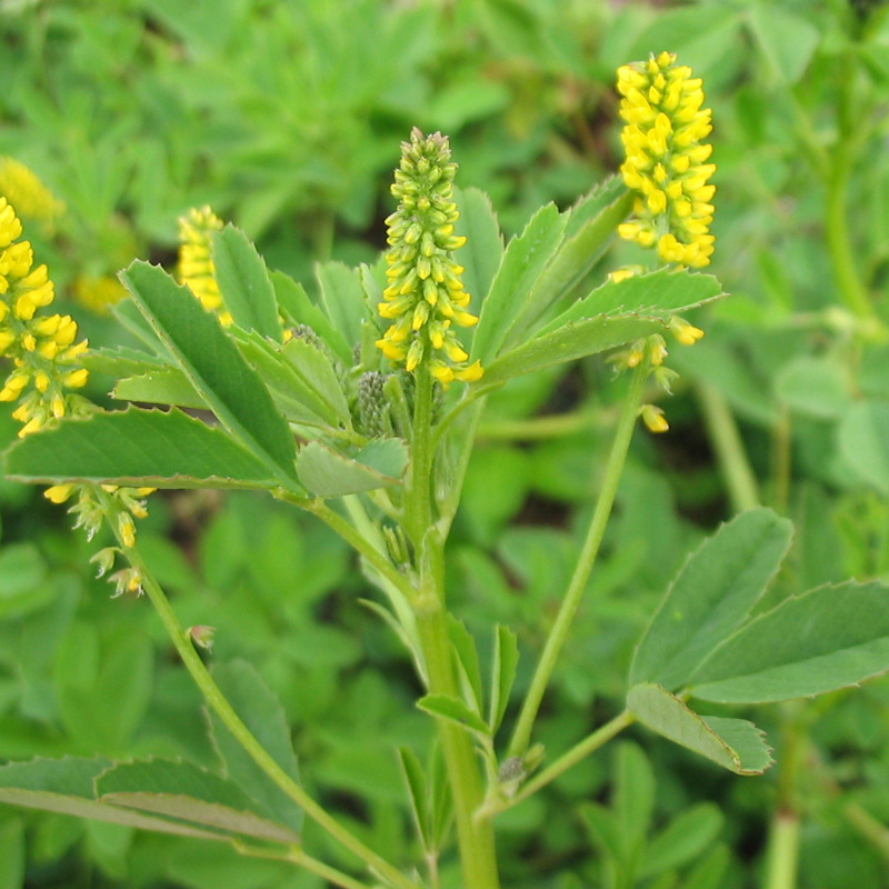 牧草種子——草木樨栽培技術