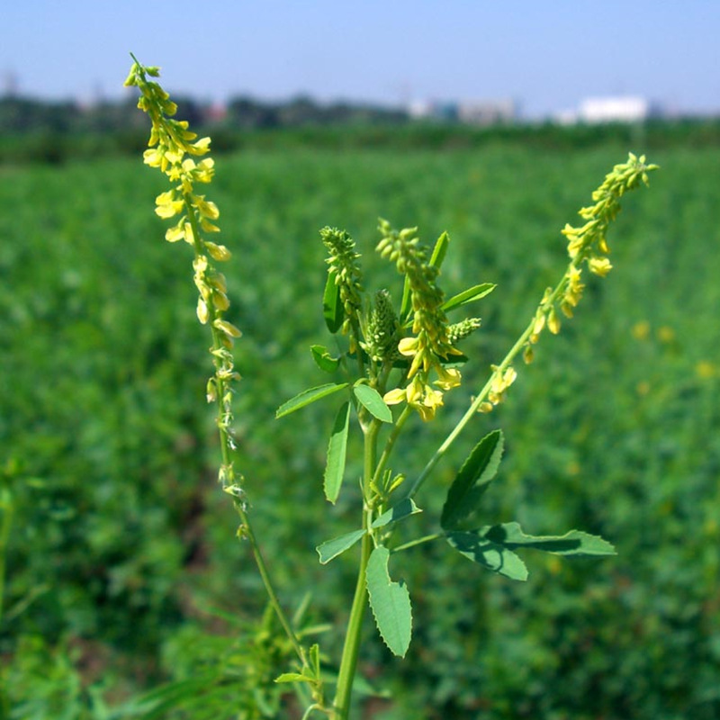 牧草種子——草木樨栽培技術