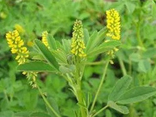 優(yōu)質(zhì)牧草種子——草木樨