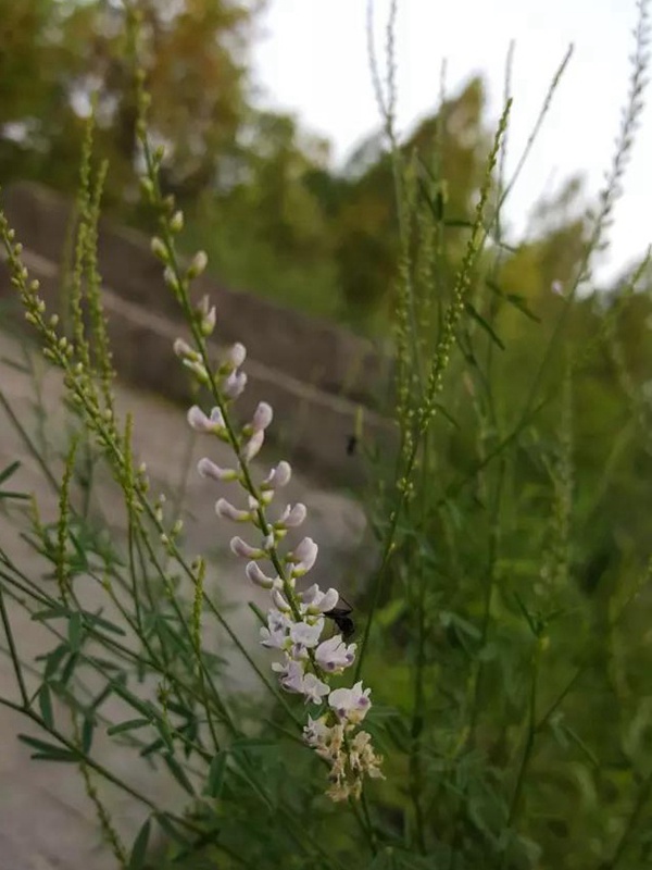 每日一種植——草木樨（狀黃耆）