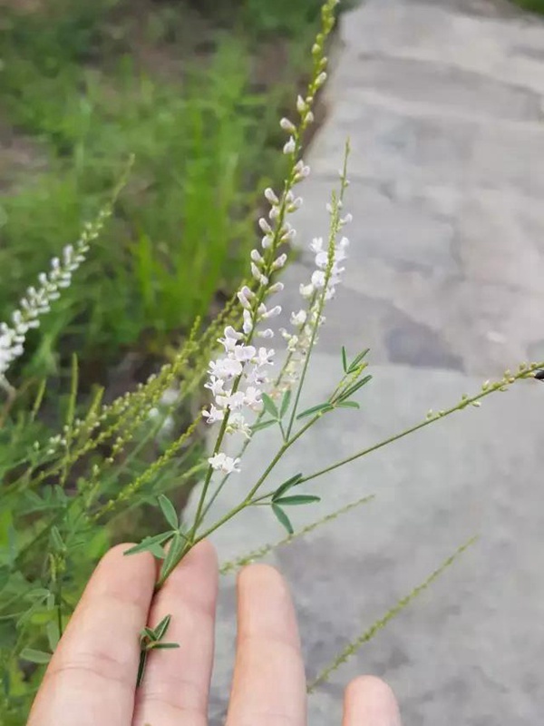 每日一種植——草木樨（狀黃耆）