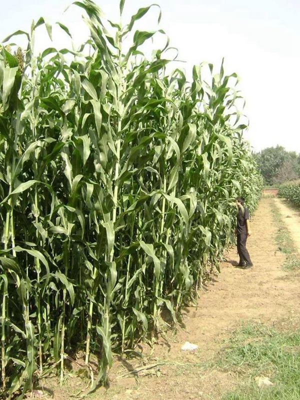 甜高粱的種植技術，種植需要注意什么