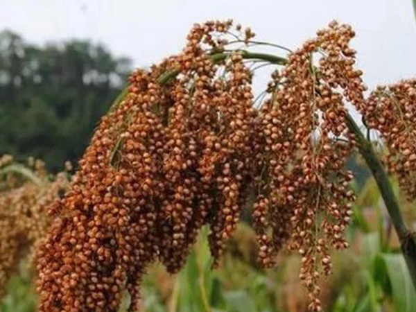 甜高粱簡單的種植方法，如何播種