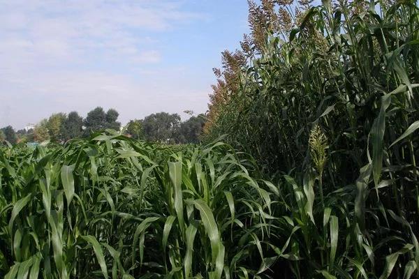 甜高粱喂牛的方法?注意方法是什么! 甜高粱喂牛的方法?注意方法是什么!