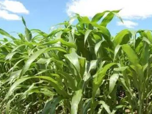 甜高粱栽培技術(shù)與管理方法