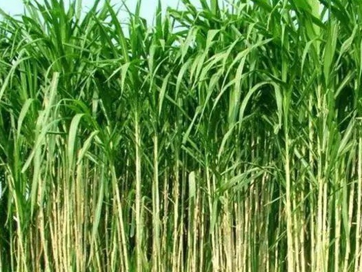 皇竹草養豬、喂雞可降低成本增加收入，栽培方法！