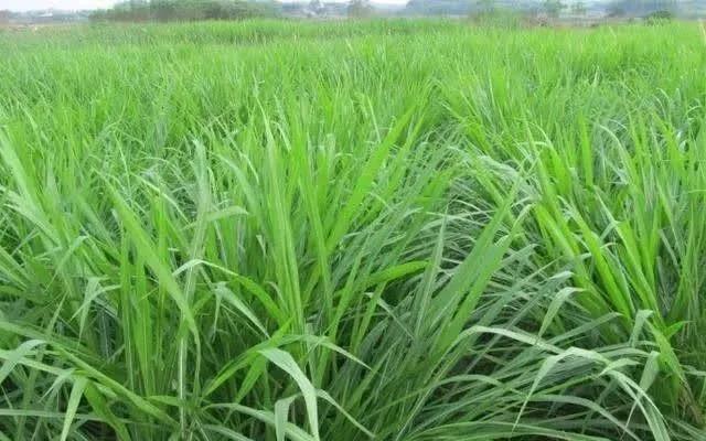 種植皇竹草養牛,需要了解一些什么 種植皇竹草養牛,需要了解一些什么