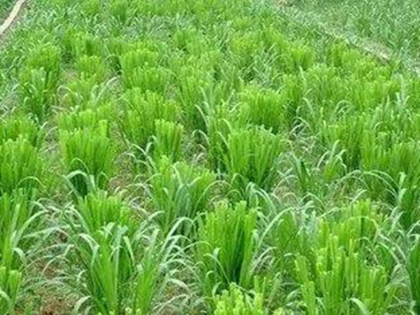 種植皇竹草養(yǎng)牛劃算嗎，一頭牛吃多少斤皇竹草