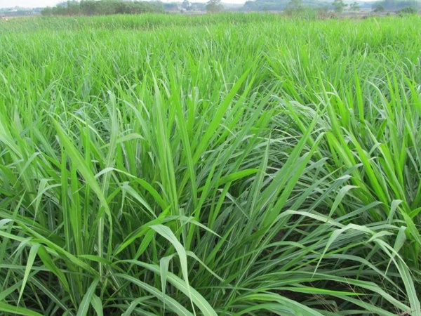 種植皇竹草牧草養(yǎng)牛，一畝地牧草可以養(yǎng)殖多少牛？