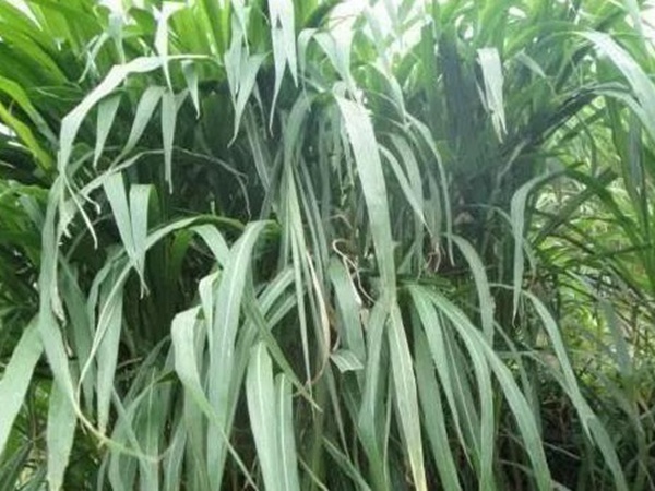 皇竹草種植經濟效益是什么？有什么作用？