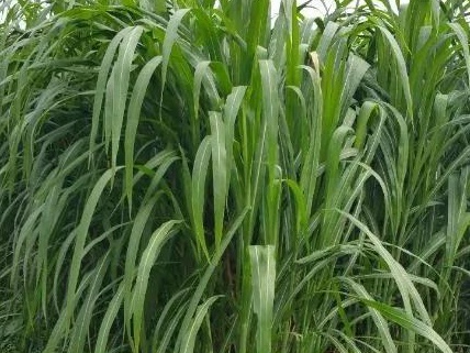 新型皇竹草牧草兩種發酵方法——發酵生物飼料與青貯飼料