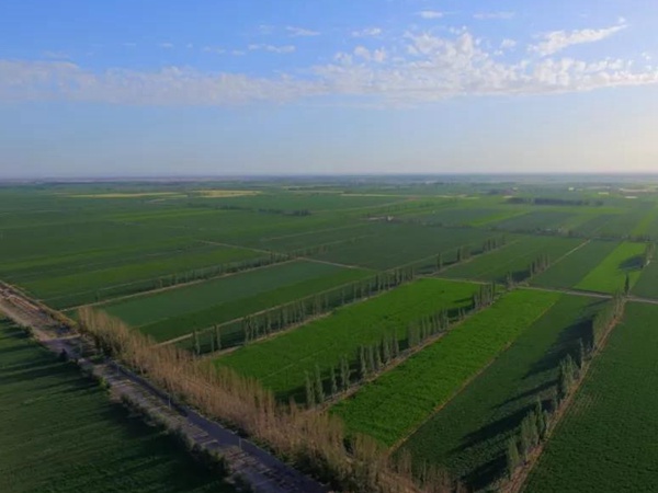 高品質紫花苜蓿牧草種子——阿爾岡金