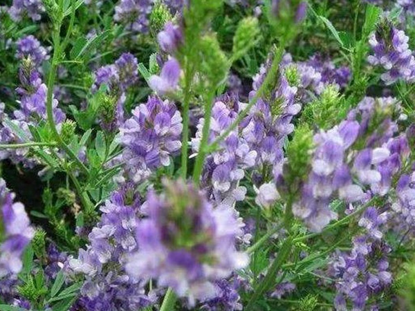 紫花苜蓿產(chǎn)地和栽培以及植物介紹 紫花苜蓿產(chǎn)地和栽培以及植物介紹