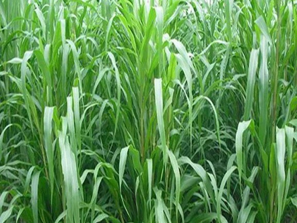 蘇丹草介紹以及主要價值，生長速度