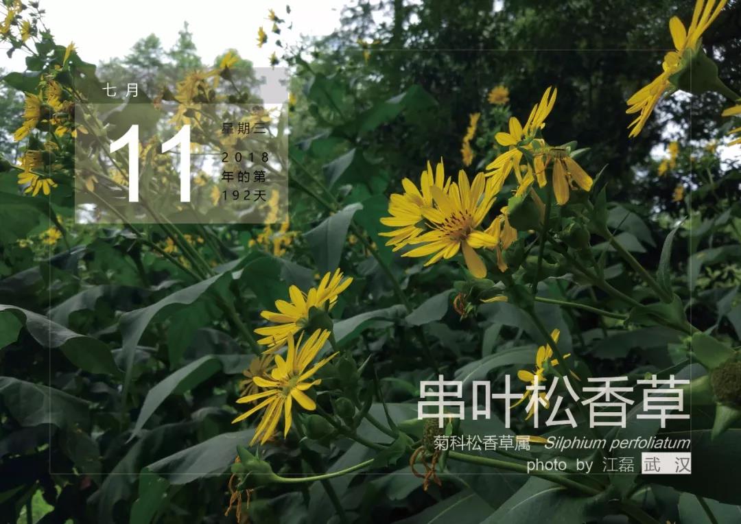 7月11——串葉松香草