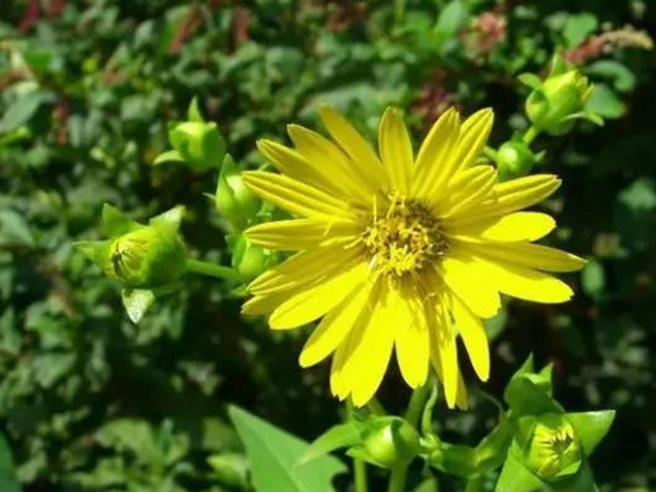 串葉松香草的種植方法，如何種植比較合適？