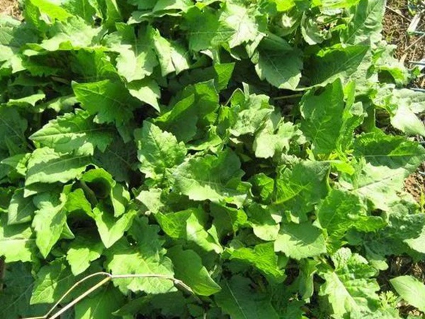 串葉松香草的營(yíng)養(yǎng)價(jià)值以及栽培技術(shù)介紹