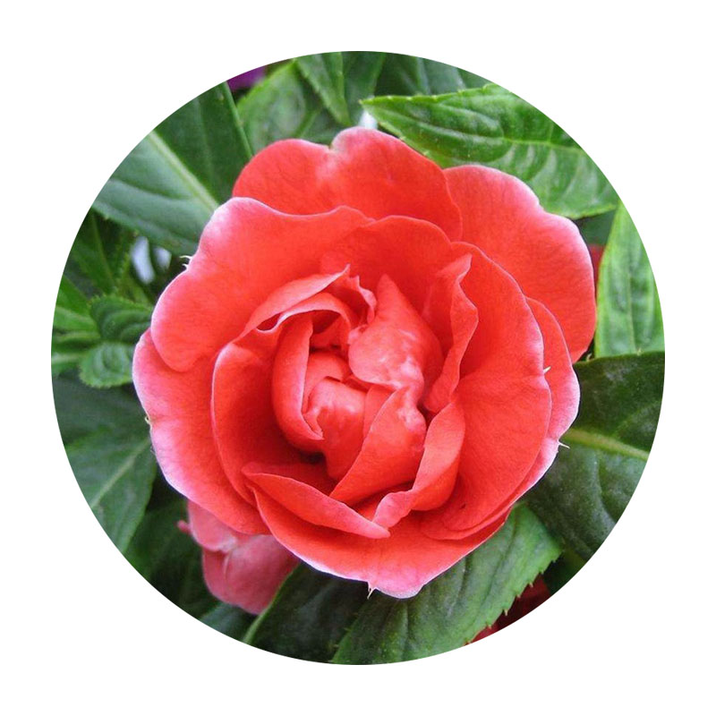 中國鳳仙 中國鳳仙