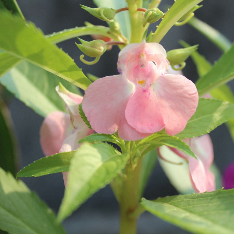 中國鳳仙 中國鳳仙