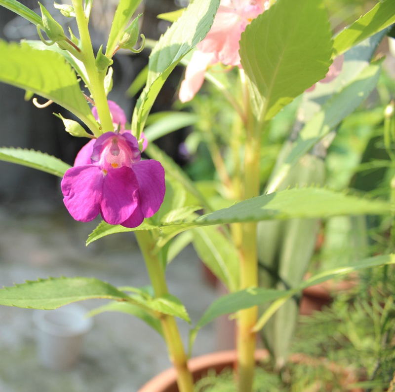 中國鳳仙 中國鳳仙