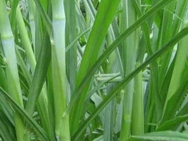 象草是一種高價值的飼料，種植栽培方法是什么