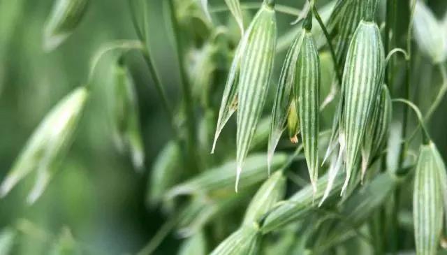 燕麥種子種植方法以及管理技術 燕麥種子種植方法以及管理技術