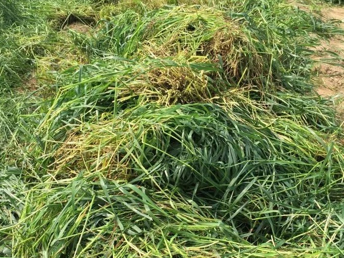 綠肥-黑麥草牧草種子【一年生黑麥草、冬牧-70】