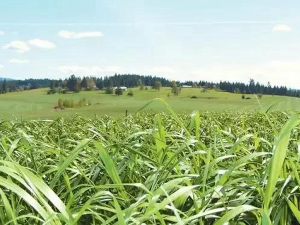 高產優質牧草一年生黑麥草品種—牧大師(Grazemaster) 高產優質牧草一年生黑麥草品種—牧大師(Grazemaster)