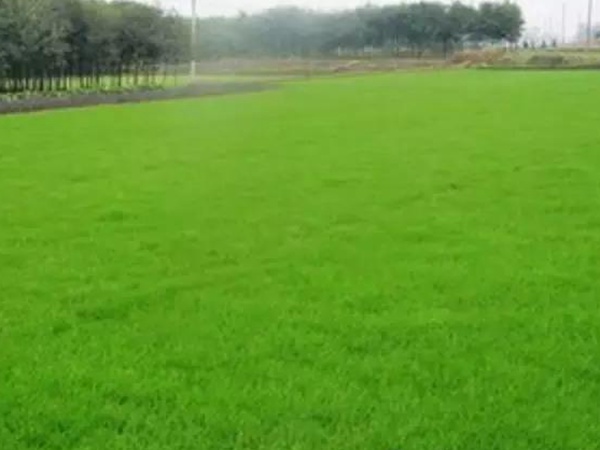 一年生黑麥草的品種優(yōu)勢及如何選擇 一年生黑麥草的品種優(yōu)勢及如何選擇