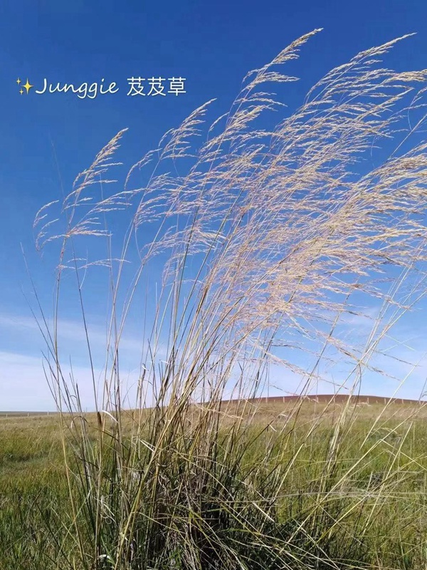 芨芨草飼用價值？——耐寒耐旱耐鹽堿