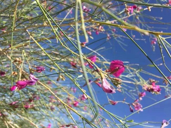 園林中發現美麗的你——花棒