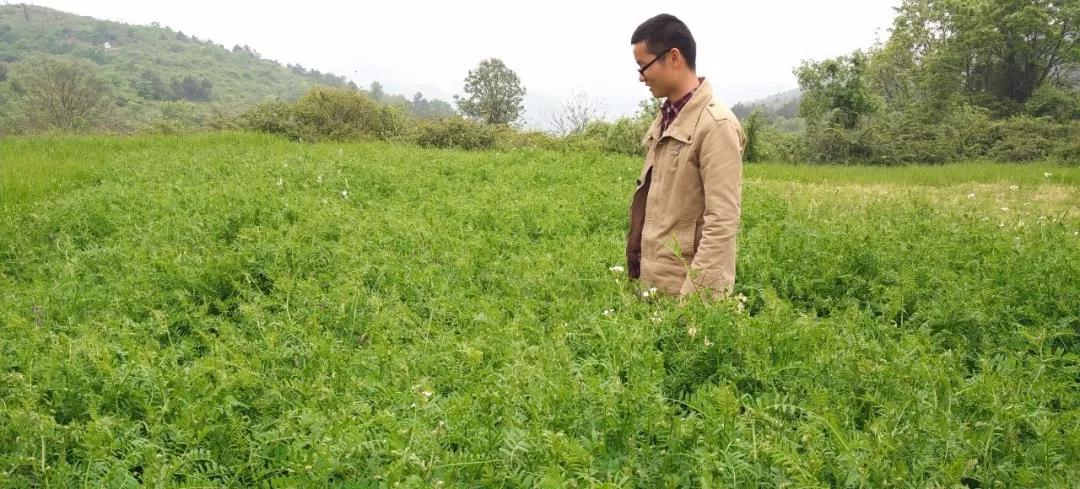 紫花苕種植技術(shù)與播種前處理方法 紫花苕種植技術(shù)與播種前處理方法