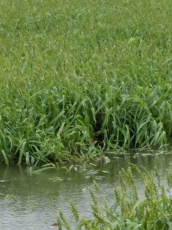 小米草的種植要求之小龍蝦養(yǎng)殖要求