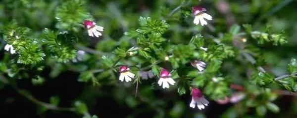 小米草的養殖方法有哪些需要注意的