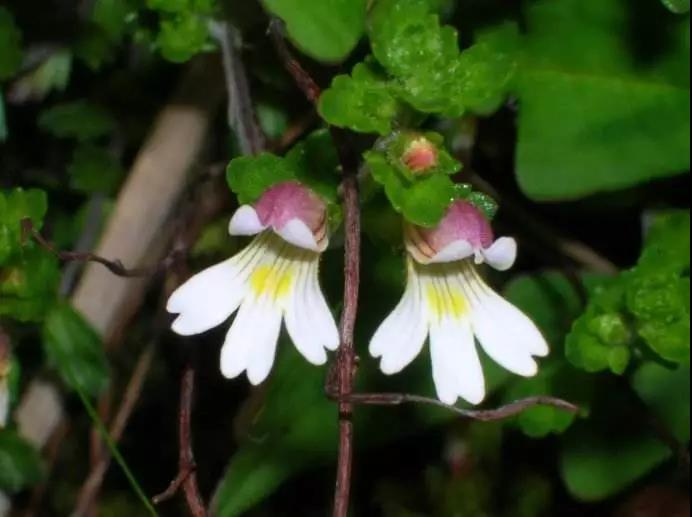 “小米草”的養護方法與播種繁殖
