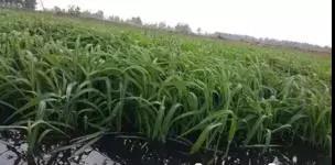 龍蝦養殖中小米草如何種植效益比較好