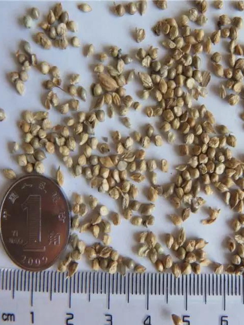 牧草種子——湖南稷子特性以及栽培技術 牧草種子——湖南稷子特性以及栽培技術