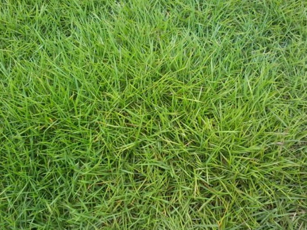 園林綠化中草坪種類的分類與鑒別要點 園林綠化中草坪種類的分類與鑒別要點