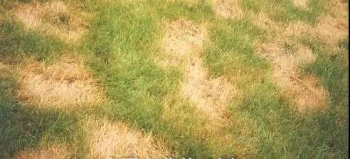 草坪常見蟲害,防治技巧有哪些 草坪常見蟲害,防治技巧有哪些