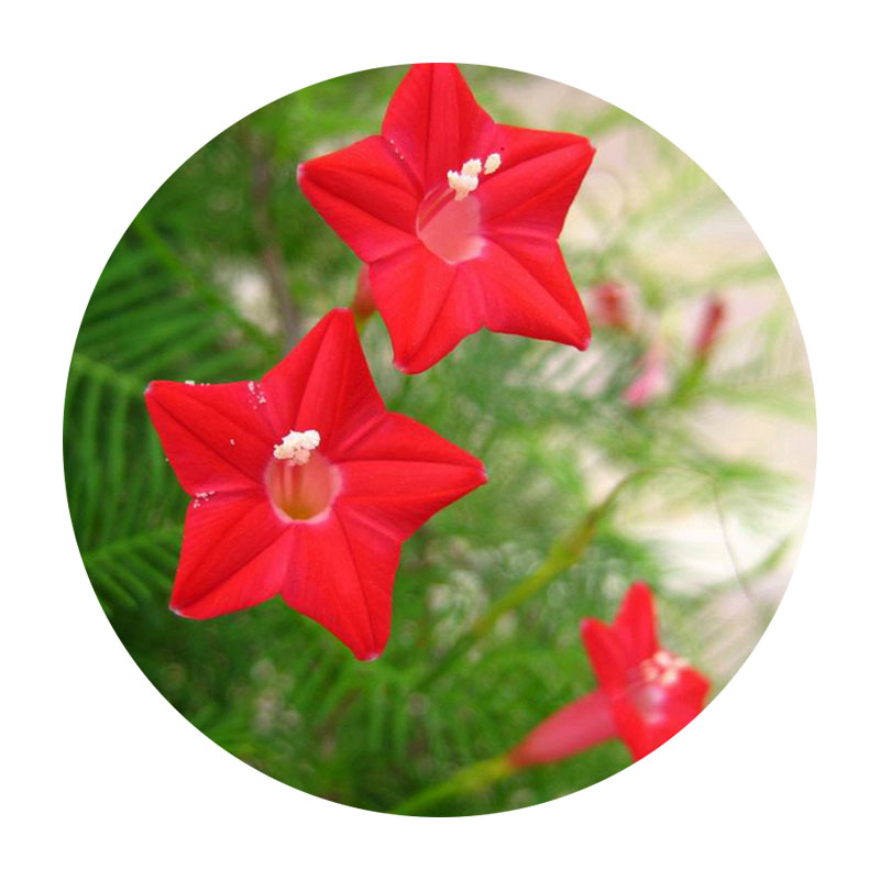 羽葉蔦蘿 羽葉蔦蘿